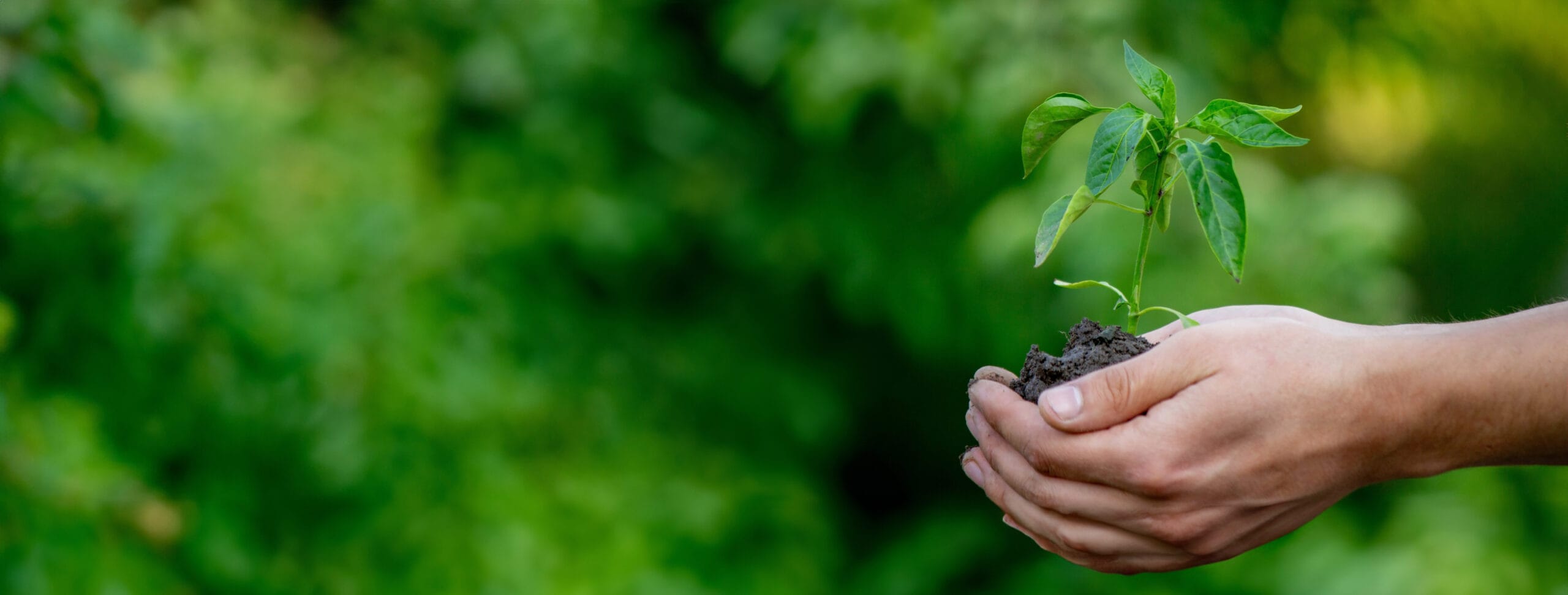 Handen die een jong plantje vasthouden tegen een groene achtergrond, symbool voor groei, natuur en verantwoorde keuzes.